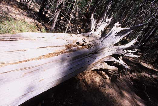 Sedona SF7.1 Photography art gallery Link La, London, Paris, Rome, New York City, Hong Kon and Athens